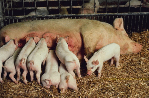 piglets nursing